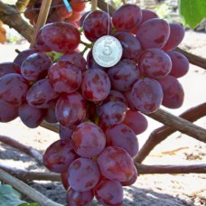 Cаджанці винограду Рубінова Крапля (черенкований) - 1-річний