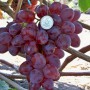 Cаджанці винограду Рубінова Крапля (черенкований) - 2-річний