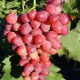 Cаджанці винограду Рубіновий Ювілей (черенкований) - 2-річний