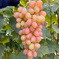 Cаджанці винограду Румба (черенкований) - 1-річний