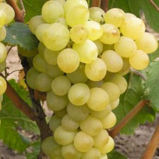 Cаджанці винограду Русбол (черенкований) - 1-річний