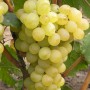 Cаджанці винограду Русбол (черенкований) - 2-річний