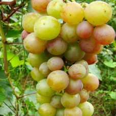 Cаджанці винограду Русвіт (черенкований) - 1-річний