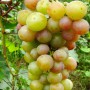 Cаджанці винограду Русвіт (черенкований) - 2-річний