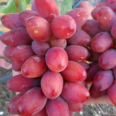 Cаджанці винограду Сані Дольче (черенкований) - 1-річний