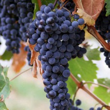 Cаджанці винограду Сапераві (черенкований) - 1-річний