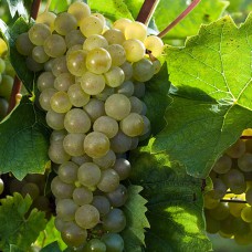 Cаджанці винограду Сапфіра (черенкований) - 1-річний