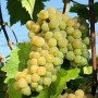 Cаджанці винограду Сейваль Блан (черенкований) - 2-річний