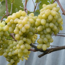 Cаджанці винограду Сенатор Бурдака (черенкований) - 1-річний