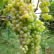 Cаджанці винограду Сенека (черенкований) - 1-річний