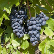 Cаджанці винограду Сенсо (черенкований) - 1-річний