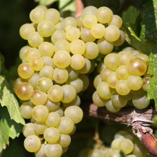 Cаджанці винограду Шардоне (черенкований) - 1-річний