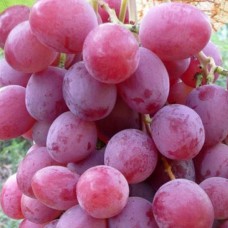 Cаджанці винограду Шедевр (черенкований) - 1-річний