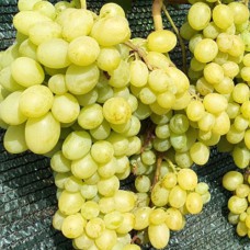 Cаджанці винограду Шерлок (черенкований) - 1-річний