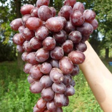 Cаджанці винограду Марадона (черенкований) - 1-річний