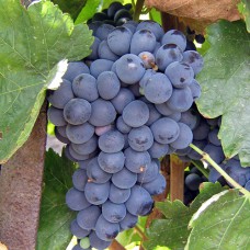 Cаджанці винограду Сіра (черенкований) - 1-річний