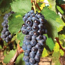 Cаджанці винограду Східний (черенкований) - 1-річний