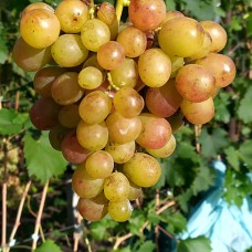 Cаджанці винограду Смішарики (черенкований) - 1-річний