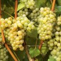 Cаджанці винограду Соляріс (черенкований) - 2-річний