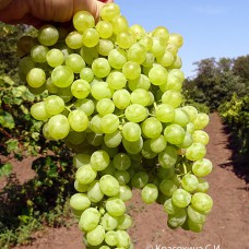 Cаджанці винограду Солодкий Світ (черенкований) - 1-річний
