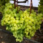 Cаджанці винограду Соломія (черенкований) - 2-річний