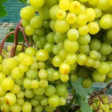 Cаджанці винограду Сонечко (черенкований) - 1-річний
