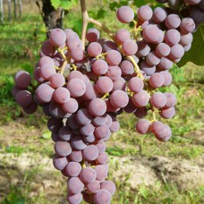 Cаджанці винограду Совіньє Грі (черенкований) - 1-річний