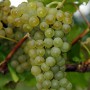Cаджанці винограду Совіньйон Блан (черенкований) - 2-річний