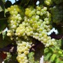Cаджанці винограду Спартанець (черенкований) - 2-річний