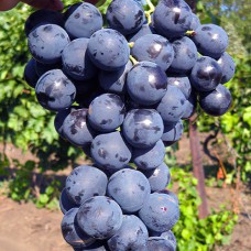 Cаджанці винограду Страшенський (черенкований) - 1-річний