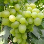 Cаджанці винограду Супер Екстра (черенкований) - 2-річний