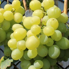 Cаджанці винограду Світлана (черенкований) - 1-річний