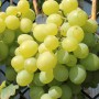 Cаджанці винограду Світлана (черенкований) - 2-річний