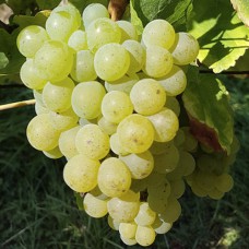 Cаджанці винограду Сильванер (черенкований) - 1-річний