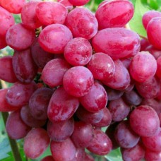 Cаджанці винограду Таїровський (черенкований) - 1-річний