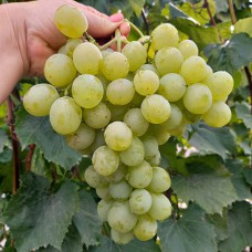 Cаджанці винограду Талісман (черенкований) - 1-річний