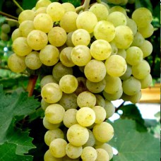 Cаджанці винограду Тельті Курук (черенкований) - 1-річний