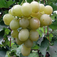 Cаджанці винограду Тянь-Шань (черенкований) - 1-річний