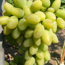 Cаджанці винограду Тімур (черенкований) - 1-річний