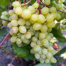 Cаджанці винограду Цимус (черенкований) - 1-річний