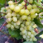 Cаджанці винограду Цимус (черенкований) - 2-річний