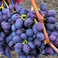 Cаджанці винограду Туз Бордо (черенкований) - 1-річний