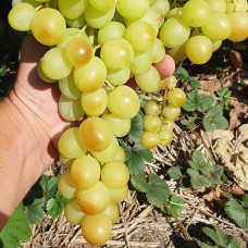 Cаджанці винограду Титан (черенкований) - 1-річний