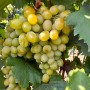Cаджанці винограду Валентина (черенкований) - 2-річний