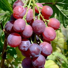 Cаджанці винограду Валерія Воєвода (черенкований) - 1-річний