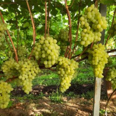 Cаджанці винограду Вальок (черенкований) - 1-річний