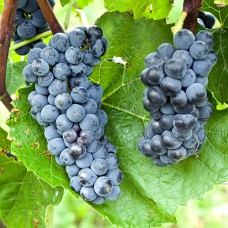 Cаджанці винограду Веліант (черенкований) - 1-річний
