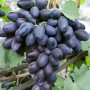 Cаджанці винограду Велика (черенкований) - 2-річний