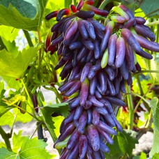 Cаджанці винограду Відьмині Пальці (черенкований) - 1-річний