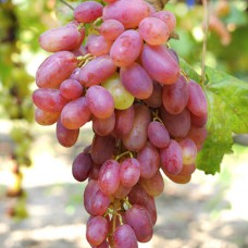 Cаджанці винограду Віктор (черенкований) - 1-річний